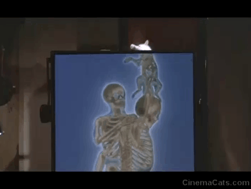 Gus - two skeletons and white cat fighting behind X-ray machine animated gif
