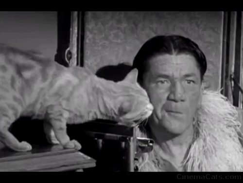 Gypped in the Penthouse - tabby cat licking Shemp Howard's face animated gif