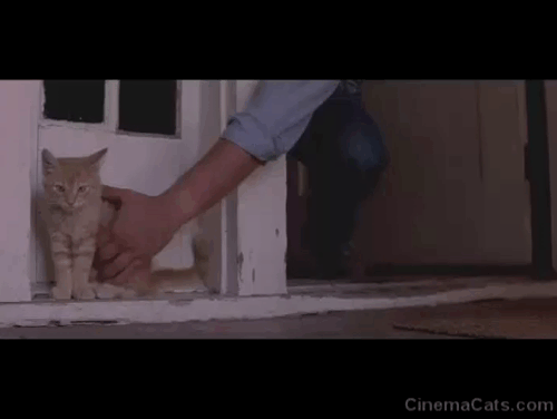 Halloween III: Season of the Witch - ginger tabby kitten being pulled inside doorway animated gif