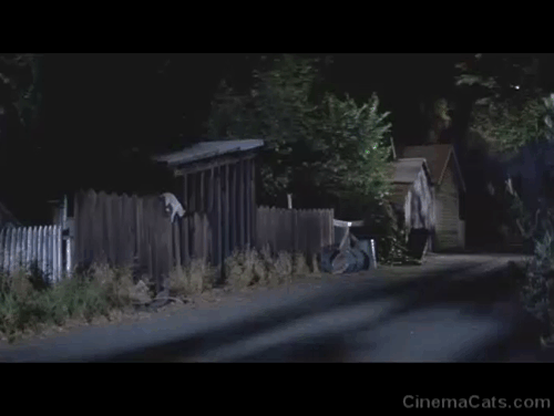 Halloween III: Season of the Witch - white cat with black tabby markings jumping off fence in alley animated gif