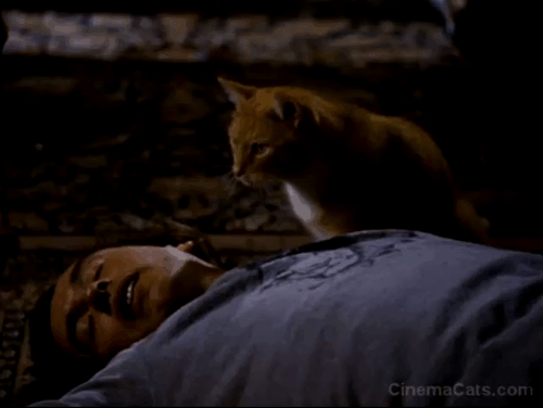 Hamlet 2 - orange and white cat pawing at Dana Marschz Steve Coogan's face animated gif
