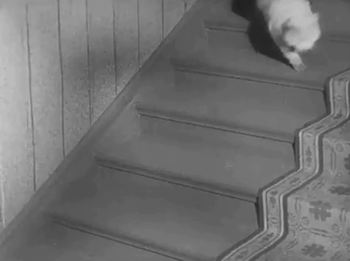 Hans engelska fru - His English Wife - Discord - longhair white cat being chased to top of wardrobe by French bulldog animated gif