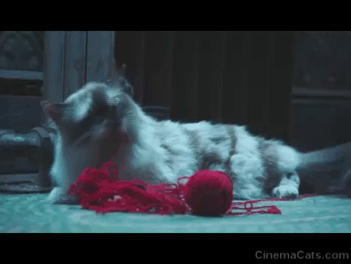 Happy! - Destroyer of Worlds - longhair multicolor cat chewing on ball of yarn as Blue Ritchie Coster runs animated gif