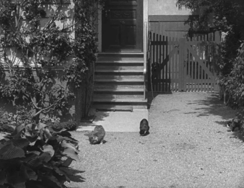 Harestegen - tuxedo cat and tabby and white cat fighting in yard with second tuxedo nearby animated gif