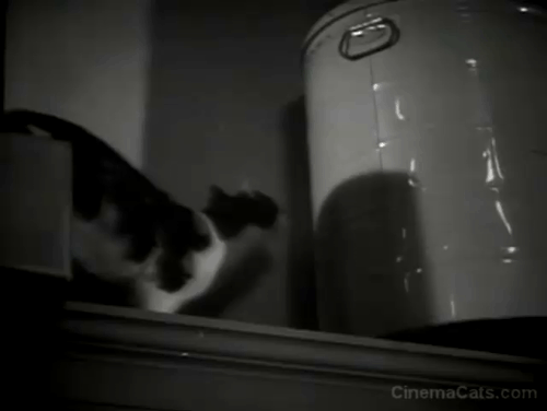 Hell's Kitchen - calico cat knocks large can off shelf animated gif