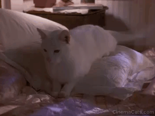 High School High - white cat sitting on bed meowing animated gif