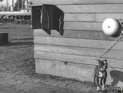 The High Sign - black cat hissing at dog around corner of building causing dog to ring bell startling Buster Keaton animated gif
