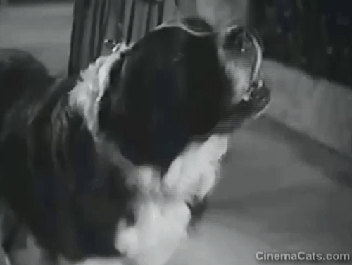 Hold That Kiss - St. Bernard dog Buck barking at bobtail tabby cat on post animated gif