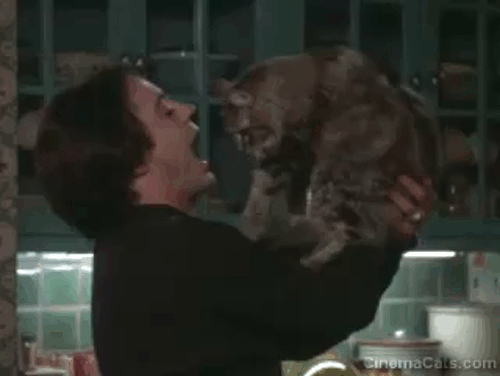 Home for the Holidays - Frank Maine Coon cat being held up by Tommy Robert Downey Jr. animated gif