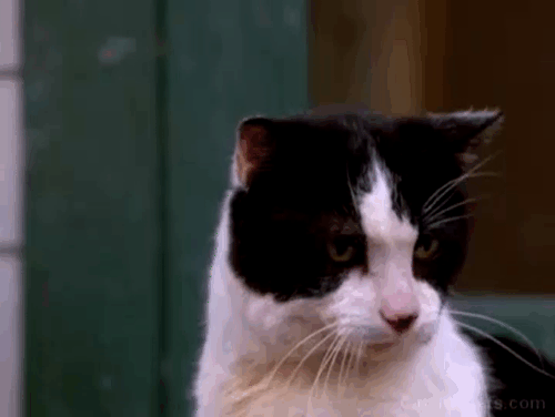 Honey, I Shrunk the Kids - tuxedo cat Spike hissing at Quark and being chased away animated gif