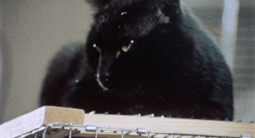 Horror High - Vernon Pat Cardi entering room and finding black cat lying on top of guinea pig cage then chasing cat with broom animated gif
