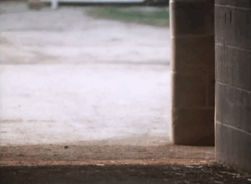 A Horse for Danny - Gerald Ron Brice pushing wheelbarrow with cat walking behind animated gif