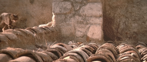 Le Hussard sur le Toit - The Horseman on the Roof - brown tabby cat running across roof tiles then looking down at Angelo Olivier Martinez animated gif