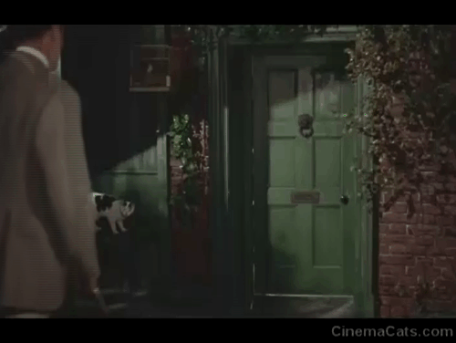 The Hound of the Baskervilles - white cat with black markings near Sir Henry Christopher Lee as he approaches front door and knocks animated gif