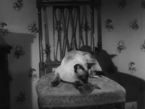 The House in the Woods - Carol Patricia Roe packing case as seal point Siamese cat Cleopatra jumps down from chair animated gif