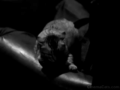 House of Dracula - gray tabby cat hisses at Dracula John Carradine and then runs away animated gif