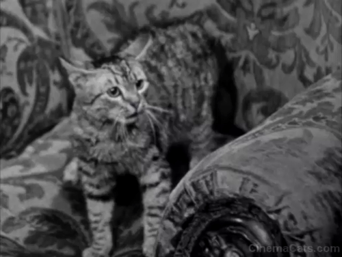 House of Dracula - gray tabby cat hisses and then runs away animated gif