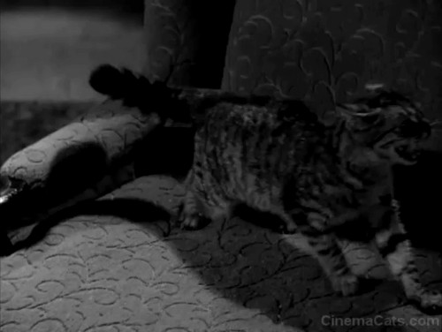 House of Dracula - gray tabby cat hisses and then runs away through window animated gif