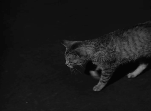 House of Horrors - grey tabby cat Pietro sniffing at Marcel's hand as the Creeper Rondo Hatton looks on animated gif