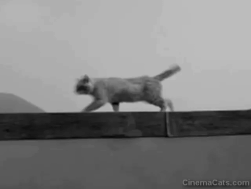 House of Women - Tommy Drew Vigen falls from roof while trying to pet orange tabby cat on ledge animated gif