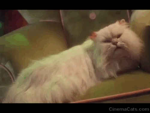 How the Grinch Stole Christmas - white Persian cat being sucked into vacuum tube animated gif