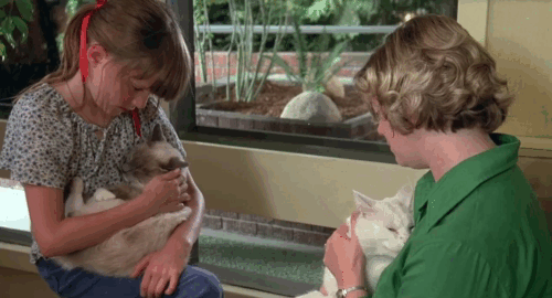 How to Beat the High Cost of Living - women holding Siamese and white cat in waiting room then camera pans to follow Louisa Jessica Lange to woman holding tortoiseshell cat at front desk animated gif