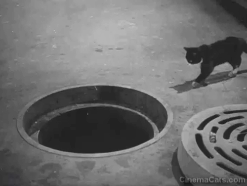 Hue and Cry - tuxedo cat looking into open manhole cover animated gif