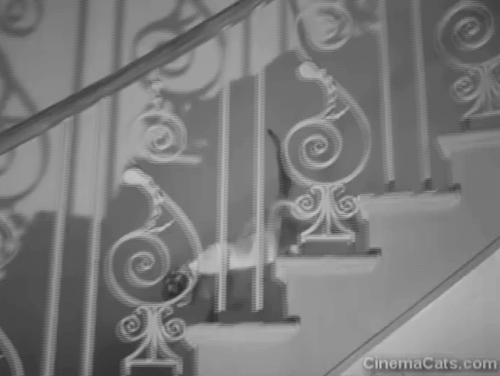 Hue and Cry - Siamese cat Otto walking down stairs past boys animated gif