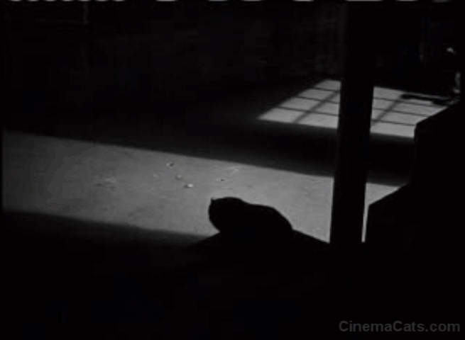 The Human Comedy - silhouette of cat watches Ulysses little boy Jack Jenkins run by animated gif