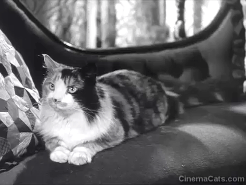 I Believe in You - Phipps Cecil Parker and Mrs. Macklin Katie Johnson on couch with longhair calico cat Bertie animated gif