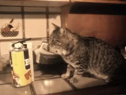 I'm Tuff - brown tabby cat opening can of Pal cat food with opener animated gif
