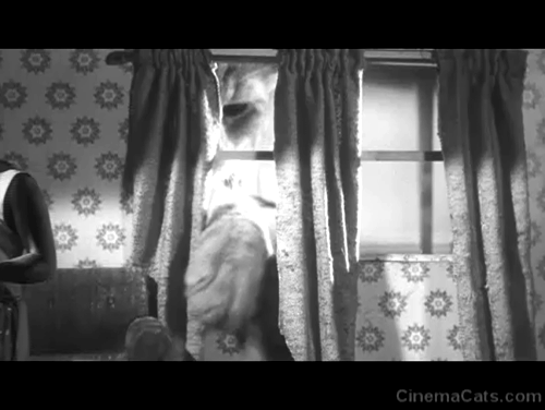 The Incredible Shrinking Man - Scott Carey Grant Williams being clawed through window by ginger tabby cat Butch Orangey animated gif