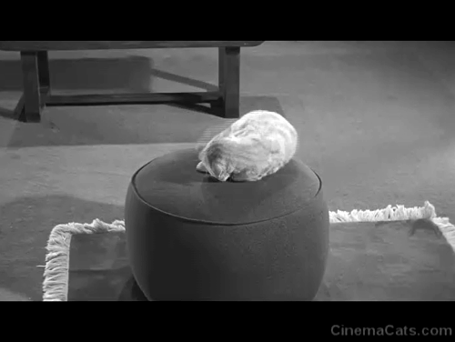 The Incredible Shrinking Man - Scott Carey Grant Williams looking at ball of yarn batted across room by ginger tabby cat Butch Orangey animated gif