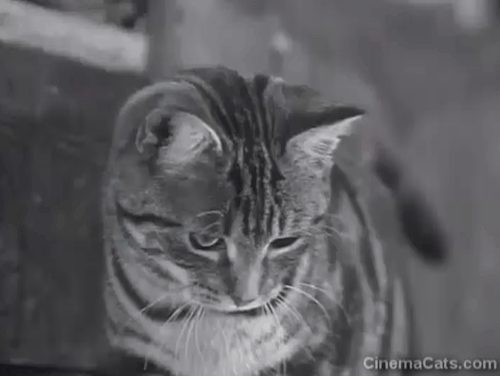 Underworld Informers - shorthair tabby cat rolling over and purring animated gif