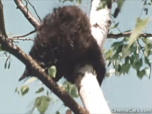 Inside Out - When is Help? - black kitten stuck in tree animated gif