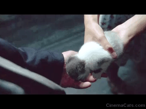 Insomnia - grey and white kitten being handed to Engström Stellan Skarsgård animated gif