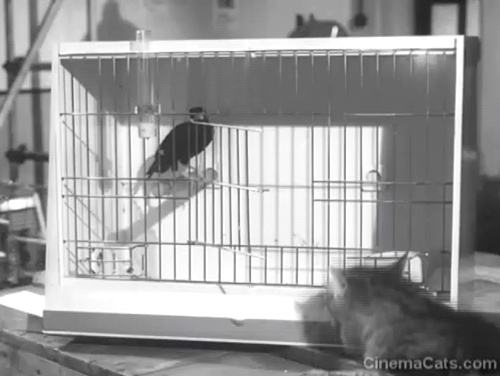 In the Doghouse - longhair tabby cat climbing into cage with mynah bird animated gif