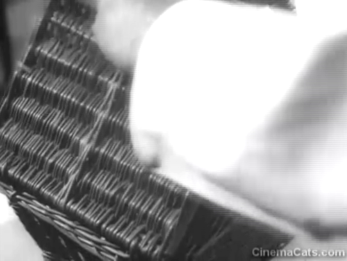In the Doghouse - Jimmy Leslie Phillips opening wicker basket to find two longhair kittens animated gif