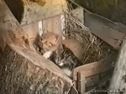 In This House of Brede - grey and white and ginger tabby kittens climbing out of crate of straw animated gif