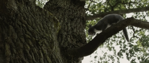 Intruders - gray tuxedo cat Winnie backing away from knot in tree animated gif