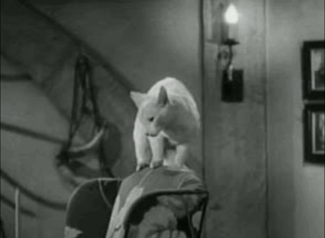 The Invisible Woman - white cat arches its back animated gif