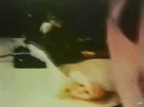 It Don't Come Easy - Ringo Starr - tabby kittens playing animated gif