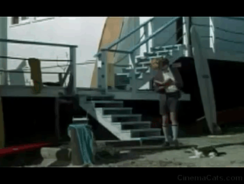 It's a Bikini World - tabby and white cat on beach being stepped on by Mike Herbert Tommy Kirk animated gif