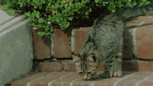 The Jekyll and Hyde Portfolio - tabby kitten coming down stairs animated gif
