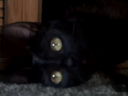 Jinxed! - black cat Angus sitting up animated gif