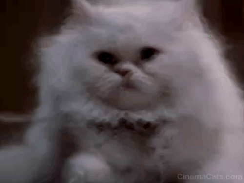 Jungle 2 Jungle - Coco white Persian cat hit by blowgun dart shot by Michael Tim Allen animated gif