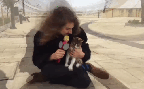 Just Another Tourist With a Megaphone - Bee Appleseed - interacting with calico tabby cat animated gif