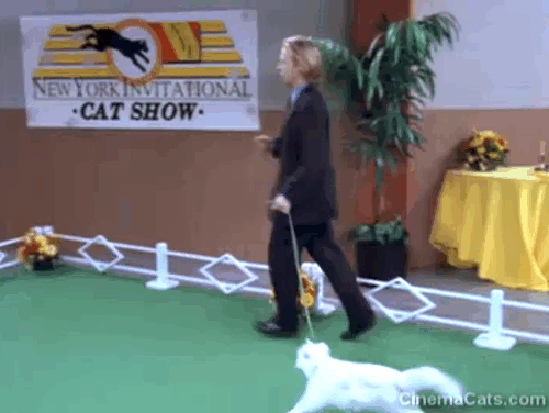 Just Shoot Me! - A Divorce to Remember - Dennis David Spade running with his longhair white Persian cat Spartacus on leash through show ring animated gif