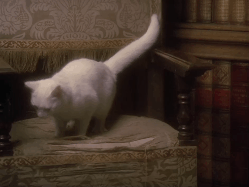 Keep it Up Downstairs - white cat standing on chair being chased by dog who pulls away table animated gif