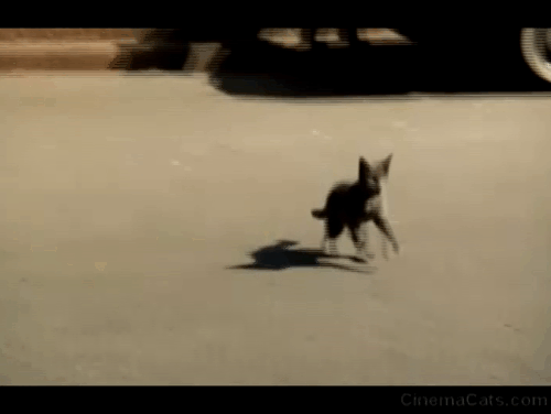 Kenner - gray cat running across road and boy Saji Ricky Cordell reacts with Kenner Jim Brown animated gif